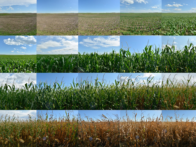 Week-by-week photographs of a corn field in South Dakota as it progressed through the 2016 growing season. (Photos by Elaine Kub)